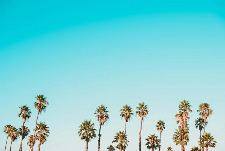 Generic stock photo of palm tree tops against an otherwise empty teal sky