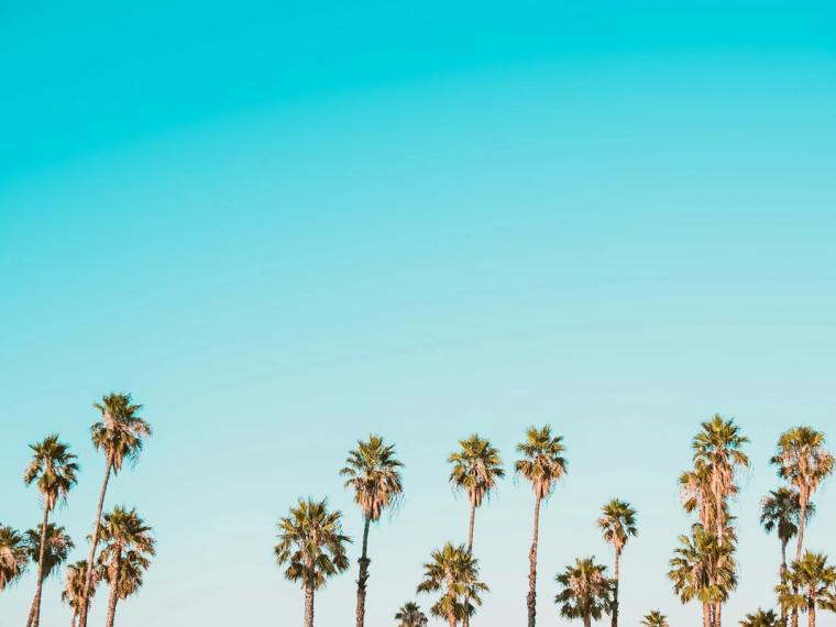 Generic stock photo of palm tree tops against an otherwise empty teal sky