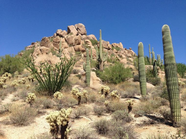 A granite boulder pile with saguaro and cholla under blue sky