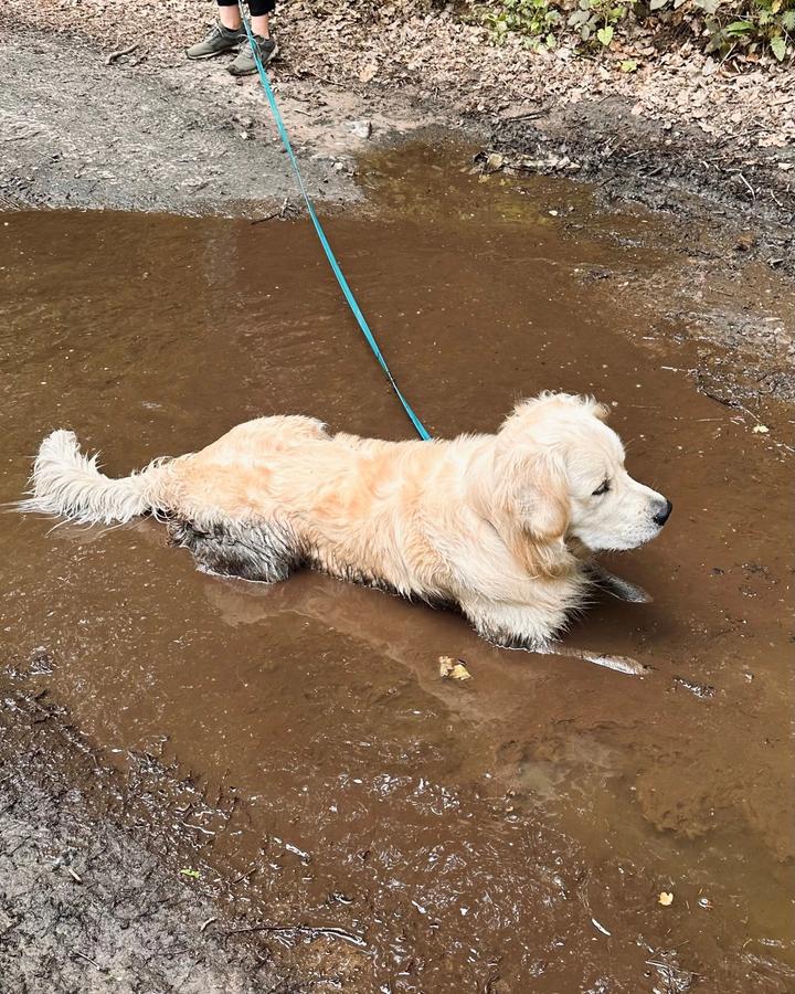 Złoty retriever odpoczywa w kałuży podczas leśnego spaceru