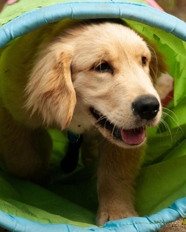 Szczeniak golden retriever przechodzi przez zielono-niebieski tunel treningowy