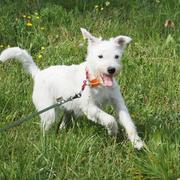 Nitka, parson russell terrier