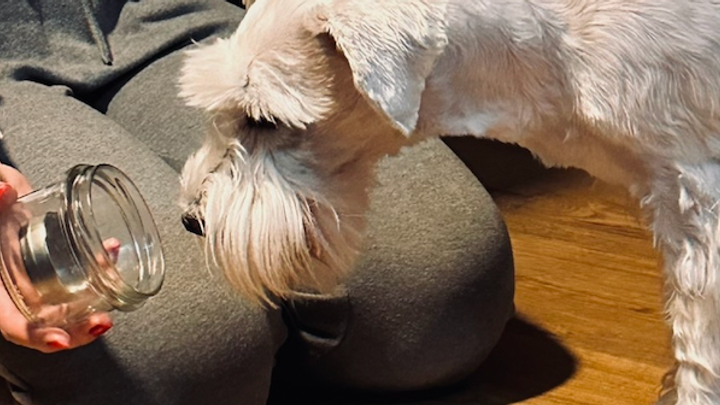 Nosework