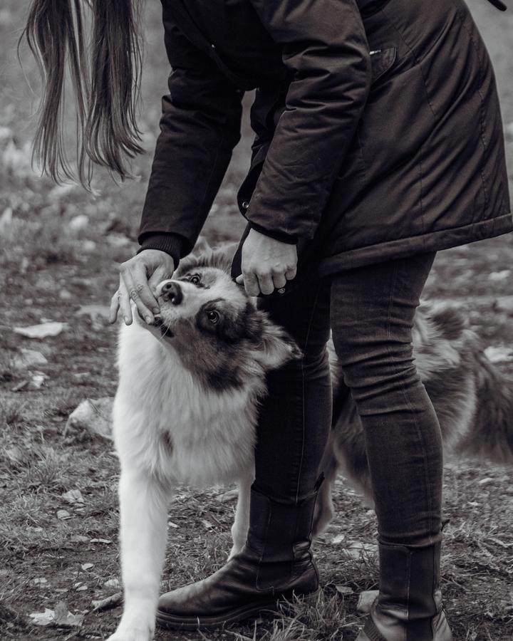 Border collie uważnie patrzy na opiekunkę podczas zajęć — ujęcie w czarno-bieli