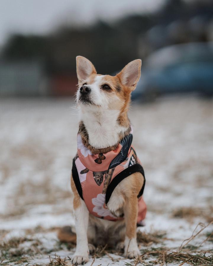 Holly