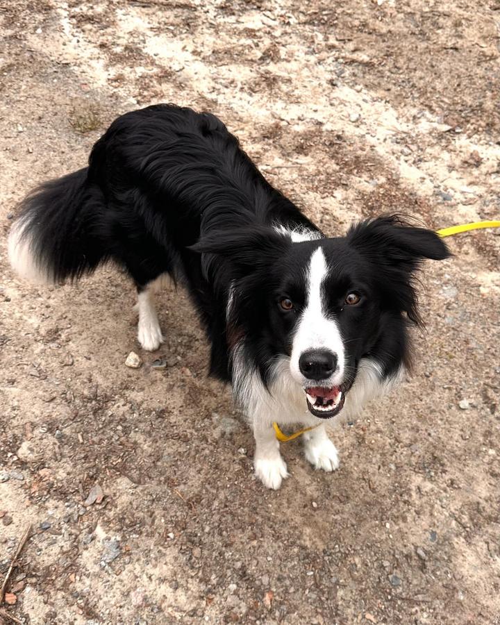 Border collie siedzi na ziemi i uważnie patrzy w górę podczas treningu