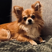 Lisek, chiuhuahua