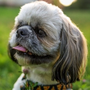 Dolar, shih tzu