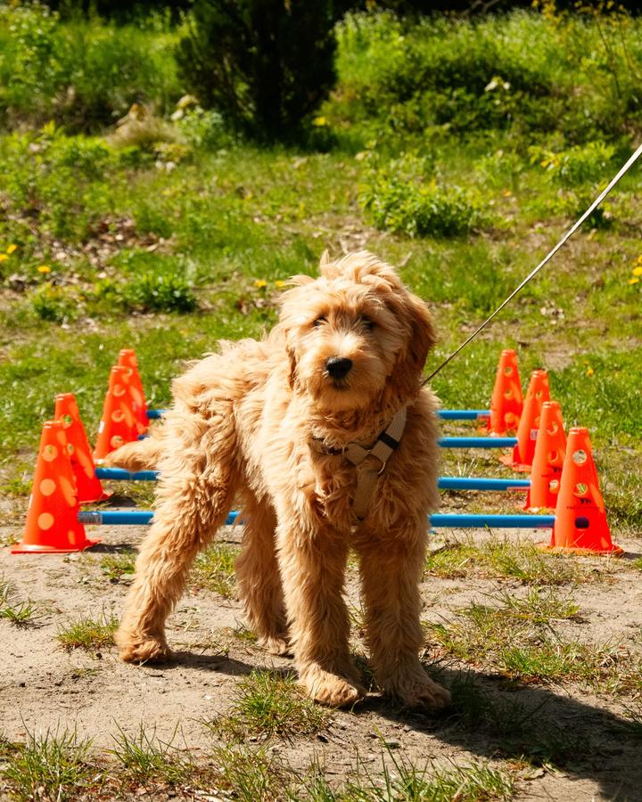 Szczeniak goldendoodle ćwiczy przy kavaletti i pachołkach podczas psiego przedszkola