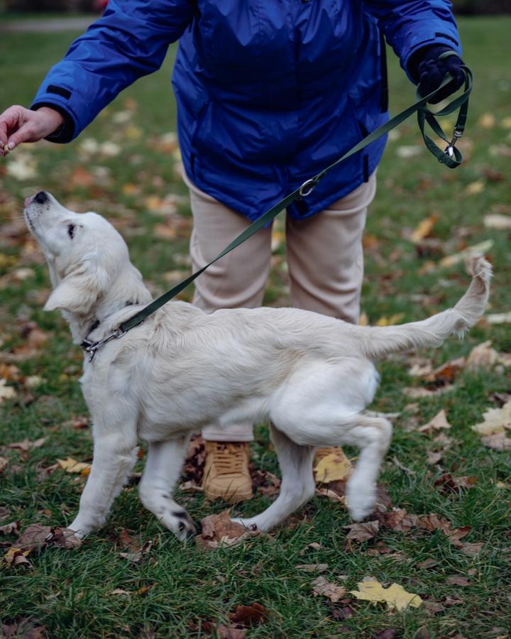 Biały golden retriever szczeniak patrzy w górę na opiekuna podczas nauki skupienia