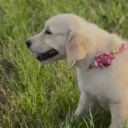 Maślanka, golden retriever