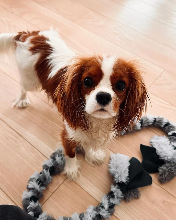 Cavalier King Charles Spaniel siedzi na drewnianej podłodze z zabawką między łapami