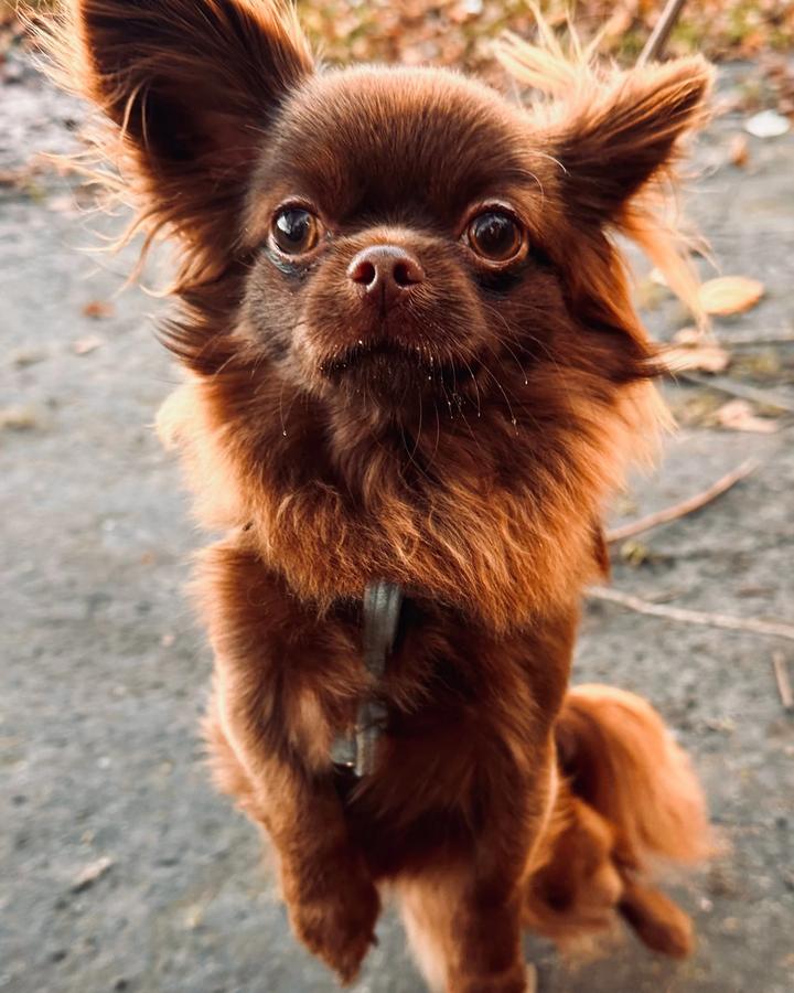 Długowłosy czekoladowy chihuahua patrzy uważnie w górę podczas treningu