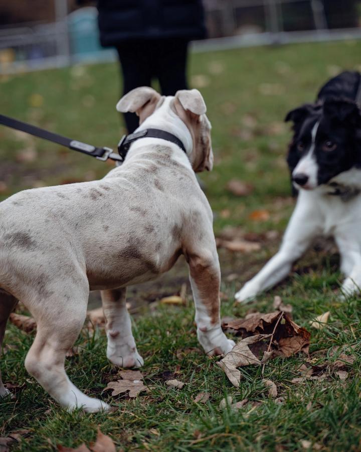 Dwa szczeniaki — bulterier i border collie — spotykają się podczas zajęć socjalizacyjnych