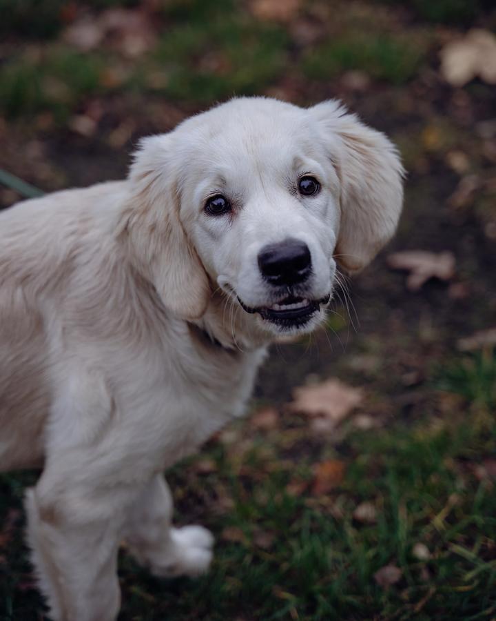 Biały szczeniak golden retriever patrzy w górę na jesiennej polanie
