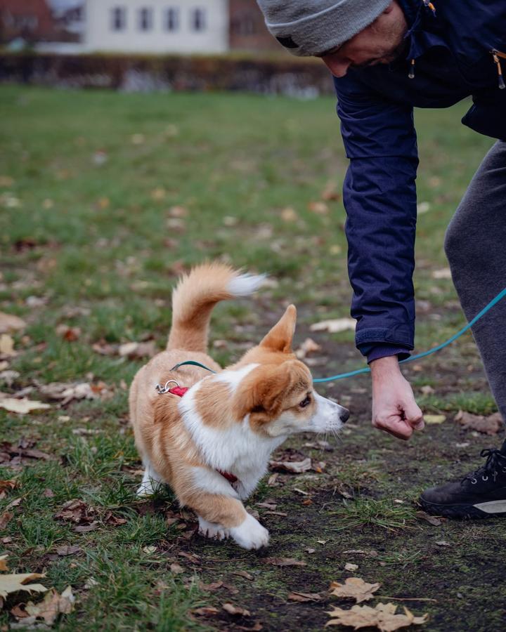 Corgi szczeniak podąża za nagrodą z ręki opiekuna podczas zajęć grupowych