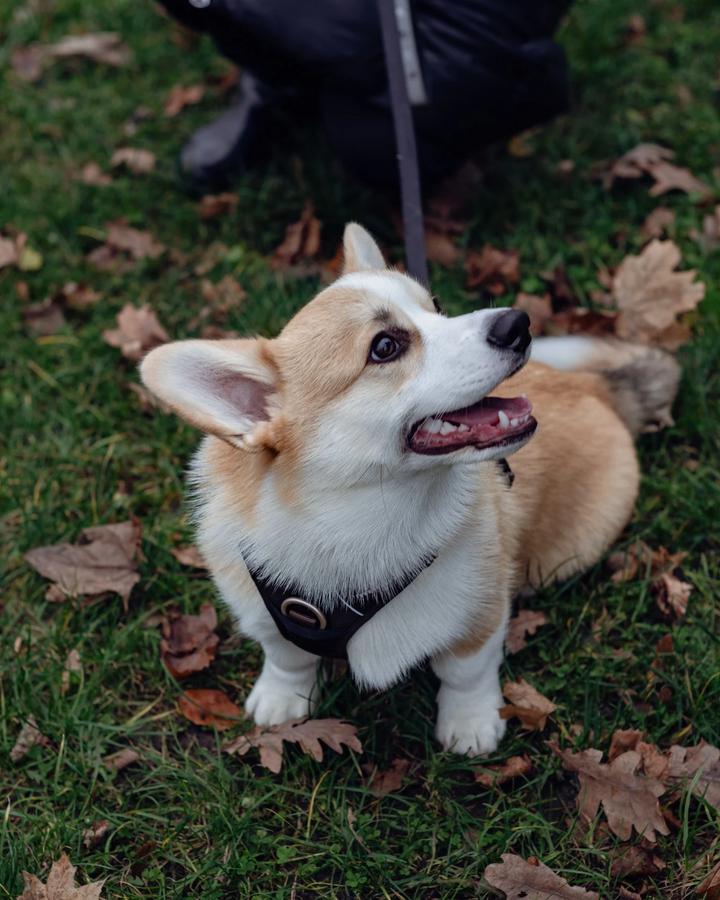 Corgi szczeniak siedzi grzecznie na trawie pokrytej jesiennymi liśćmi