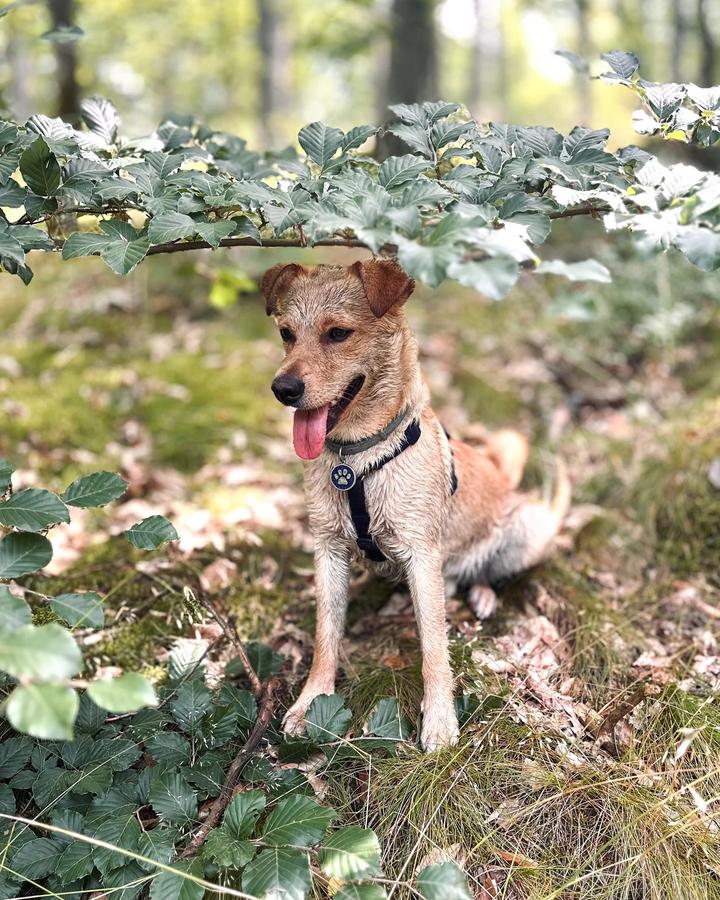 Mały rudy terrier siedzi pod gałęzią dębu w jesiennym lesie