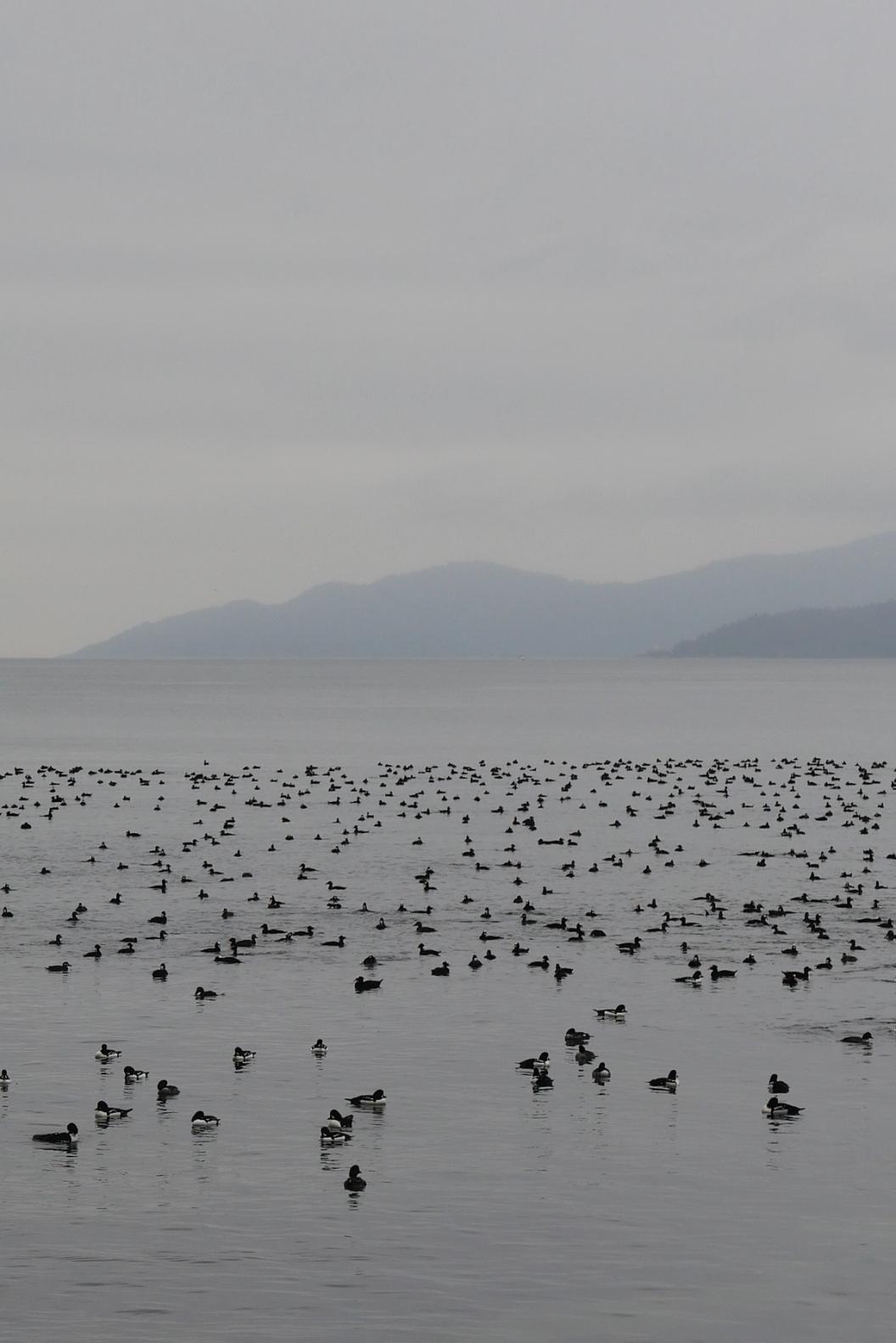 Birds in the pacific north west