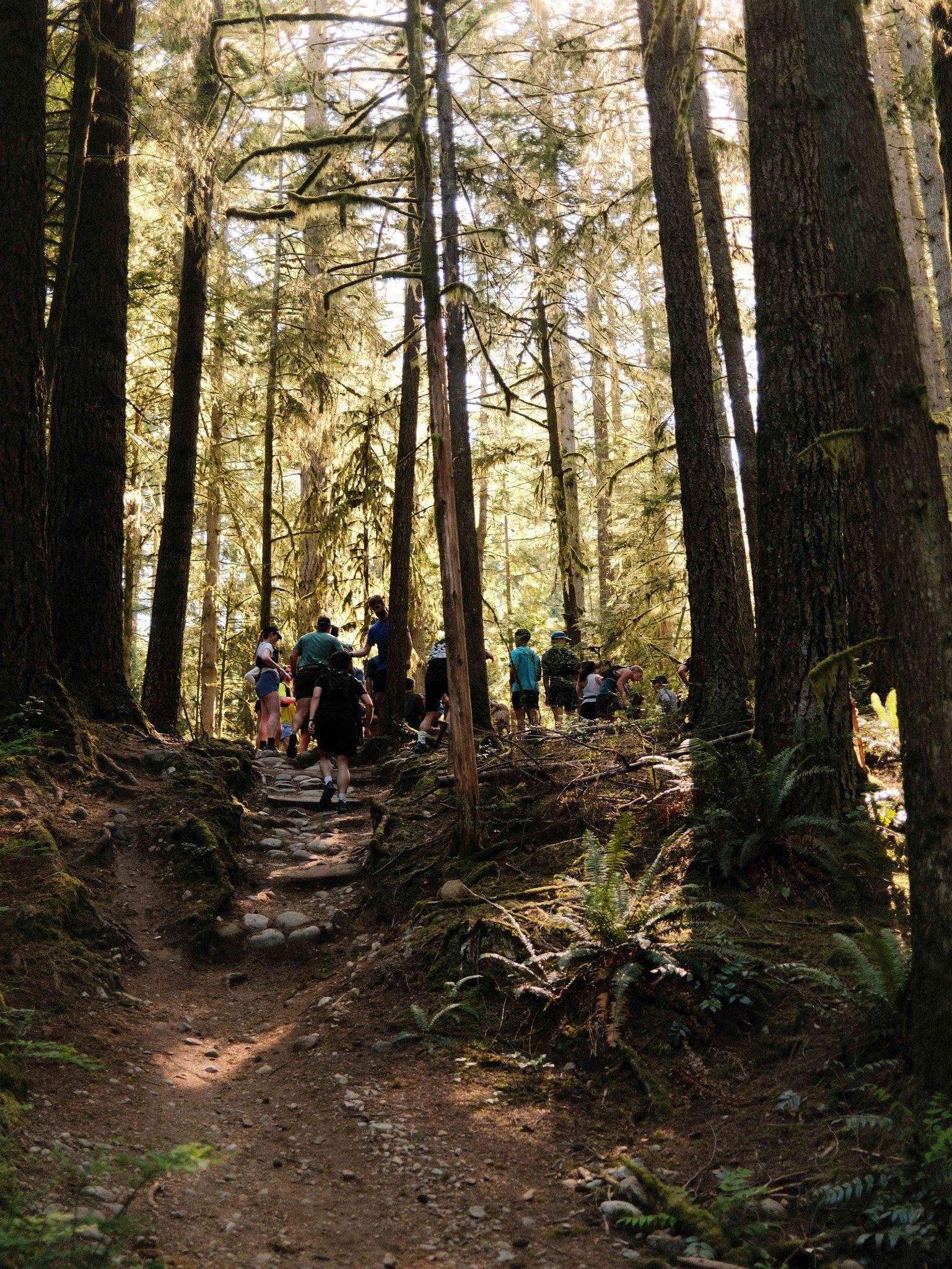 Group trail run through old-growth forest in Arc'teryx