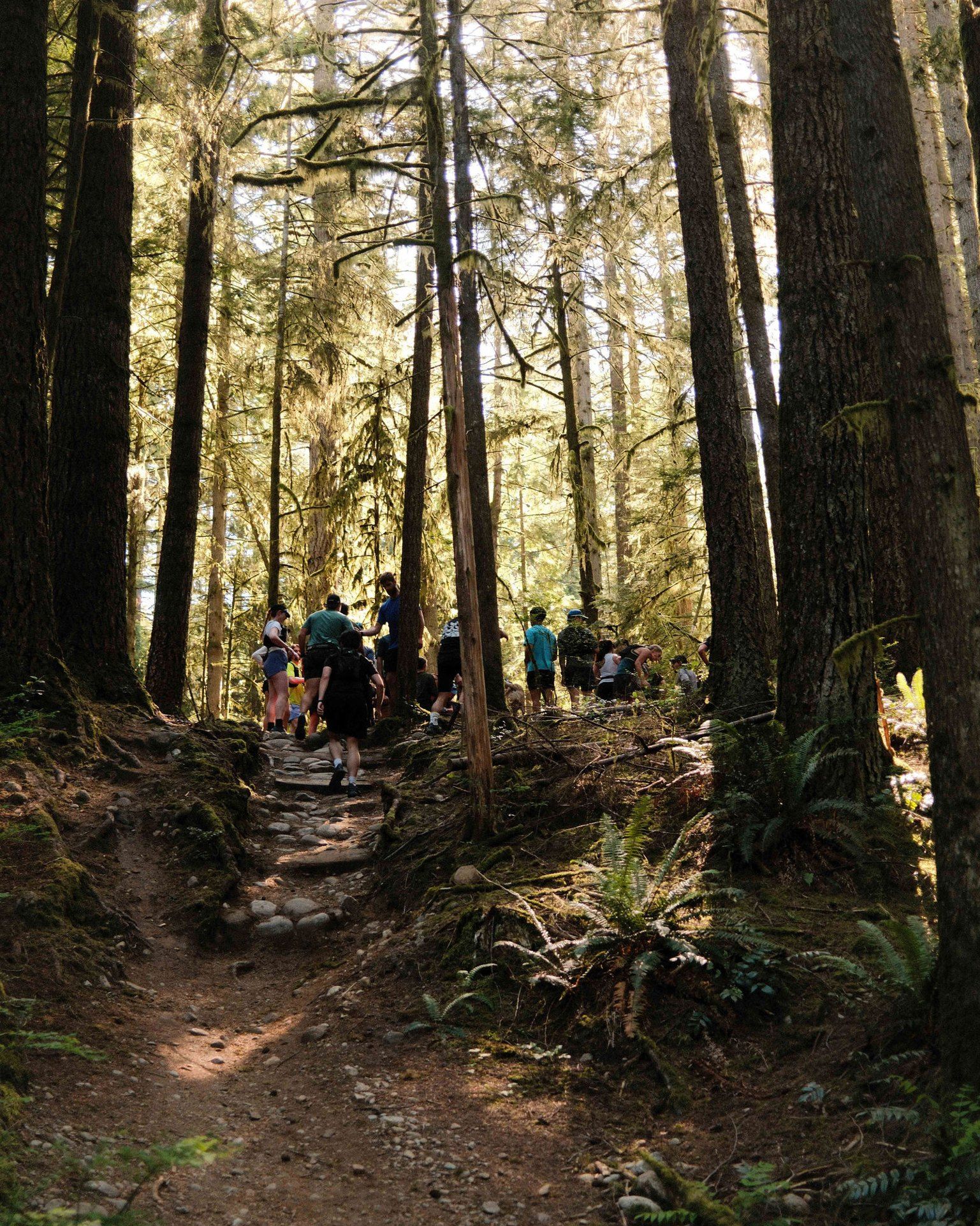 Group trail run through old-growth forest in Arc'teryx