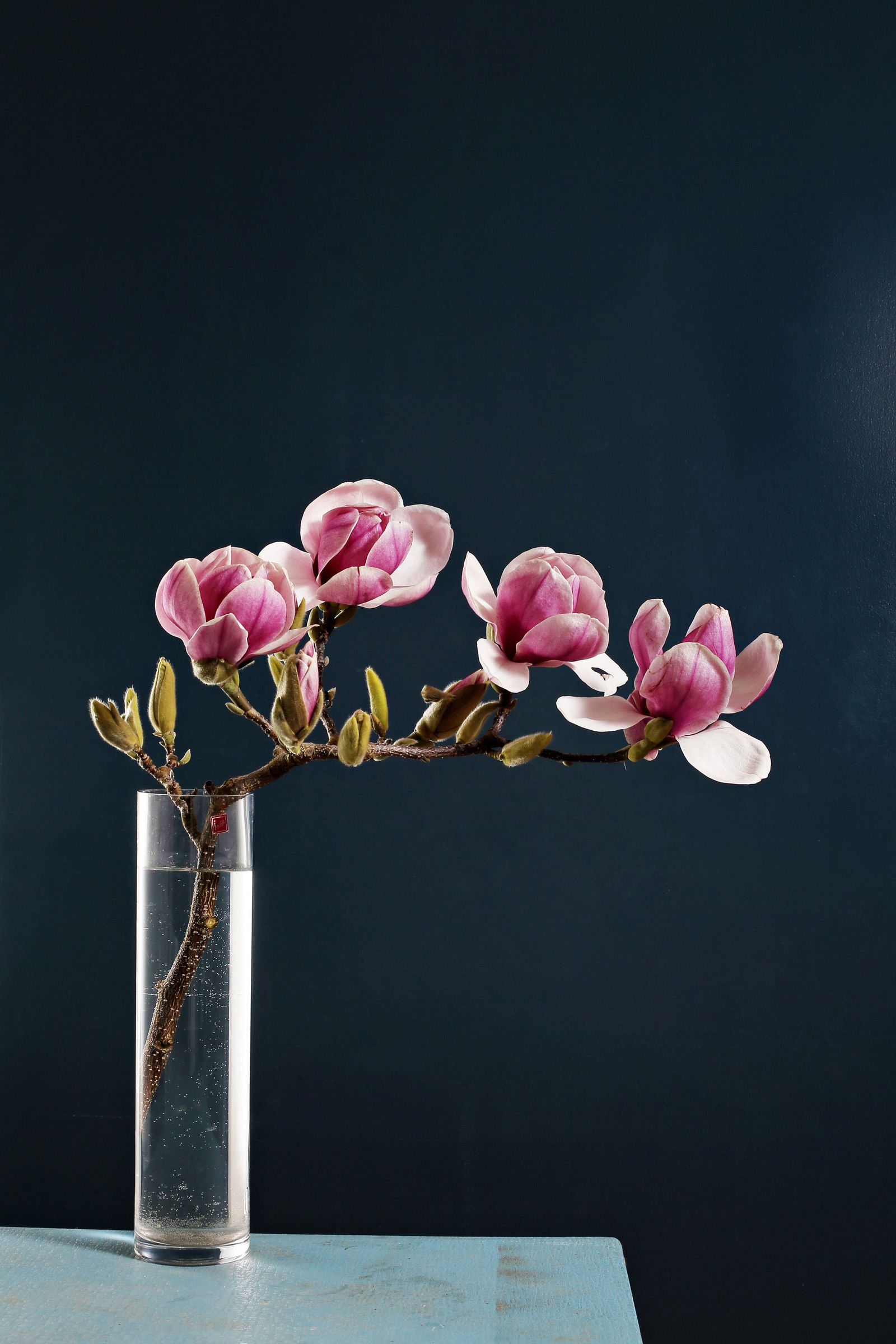 Tasweekend Cover image for Spring Feature A Magnolia at the Claremont Flower sh