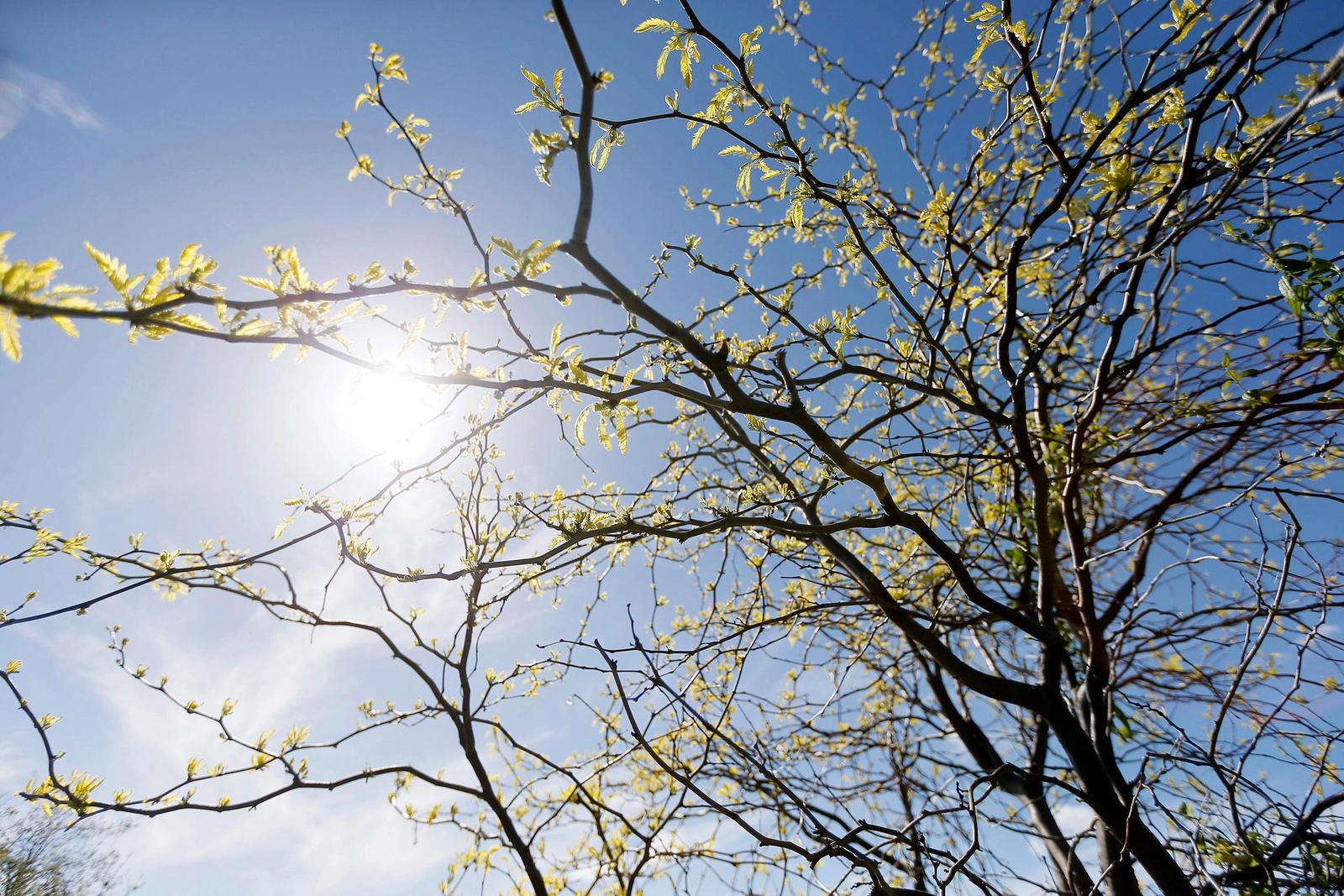 Sunshine through tree branches