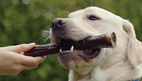White Retriever with one of the best bones for dogs in its mouth a venison shank! White Retriever with one of the best bones for dogs in its mouth a venison shank!