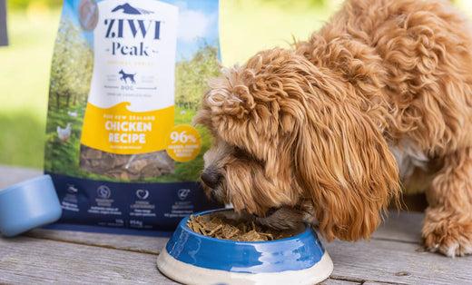 Small ginger dog eats the best dog food for weight loss from a bowl on a park bench Small ginger dog eats the best dog food for weight loss from a bowl on a park bench