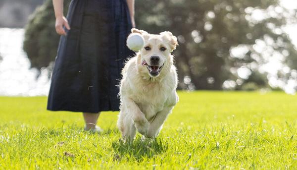 A dog sprinting towards a ball whilst owner wonders, can dogs eat parsley A dog sprinting towards a ball whilst owner wonders, can dogs eat parsley
