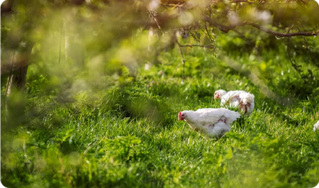 a group of chickens are eating grass in a field .