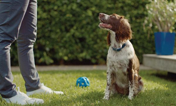 Dog food with glucosamine: Why your dog needs it. Dog food with glucosamine: Why your dog needs it.