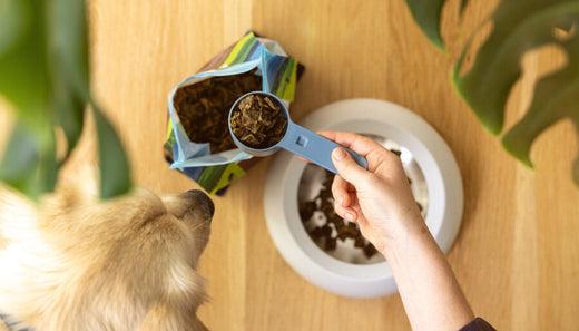 Bird eye view of owner putting a scoop of dog food for weight gain in a bowl while her golden retriever watches