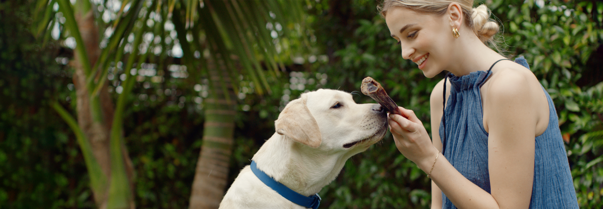 Dog chews and treats banner