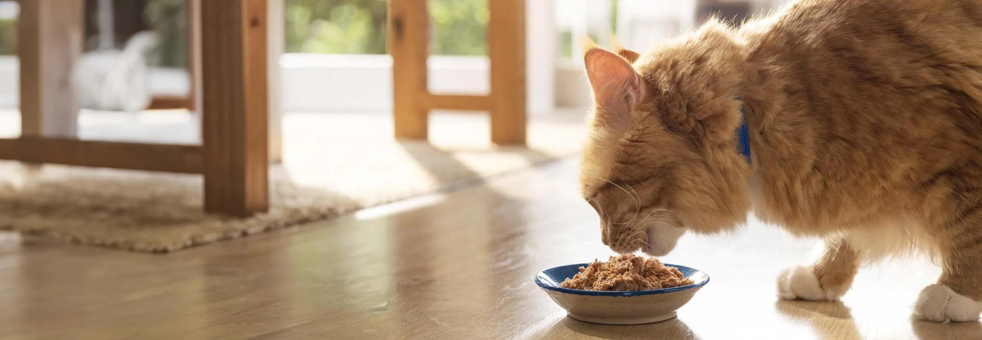Cat image Cat image