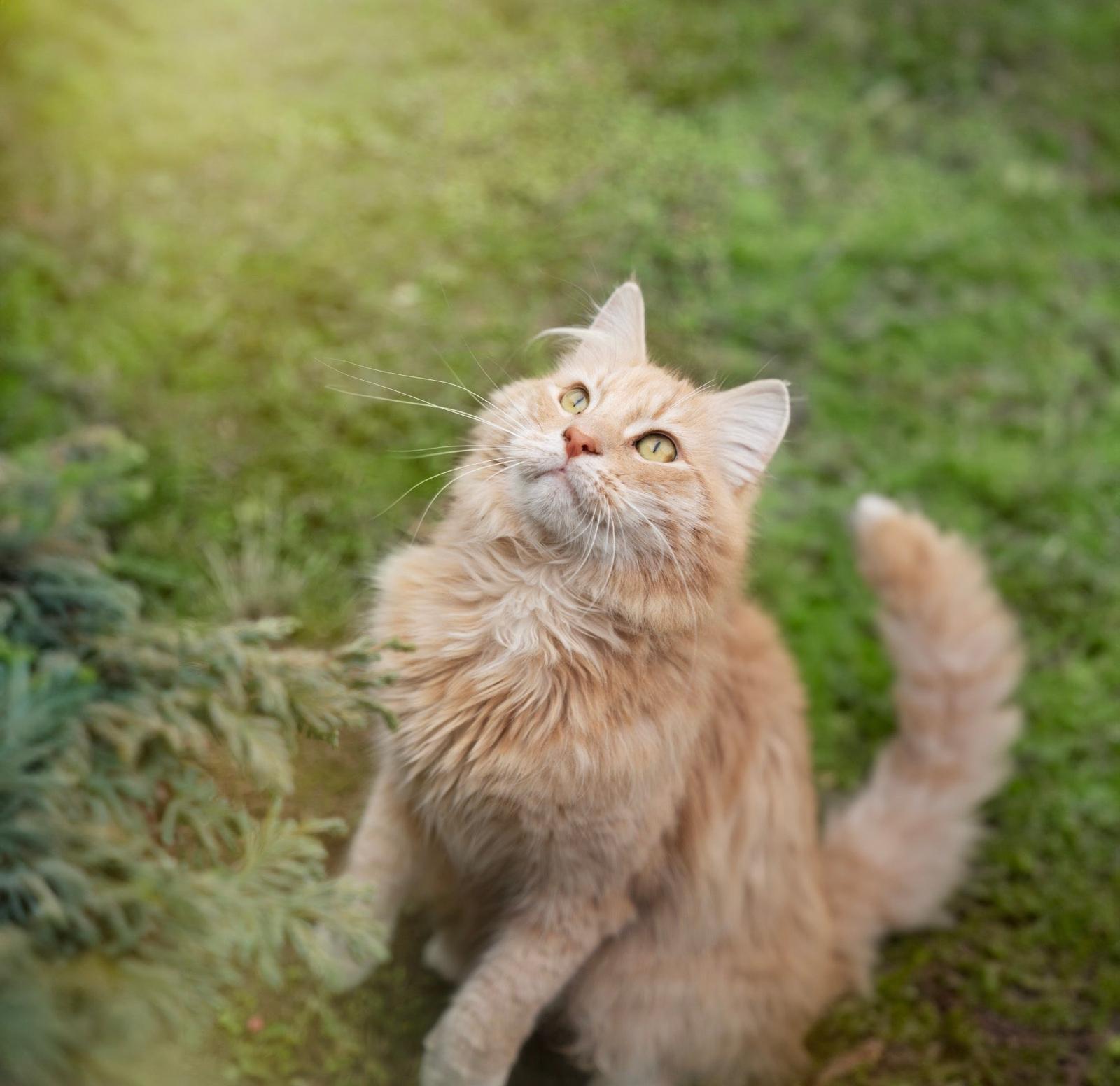a cat standing on its hind legs