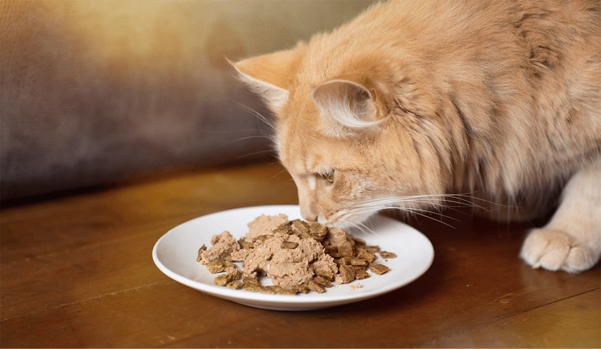 How to feed
