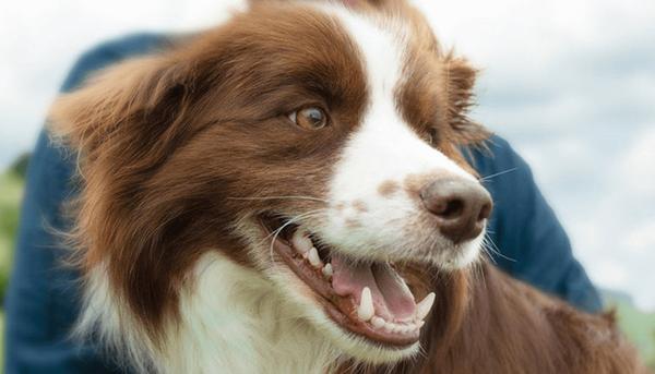 A brown Border Collie with its mouth open showing what healthy dog gums look like A brown Border Collie with its mouth open showing what healthy dog gums look like