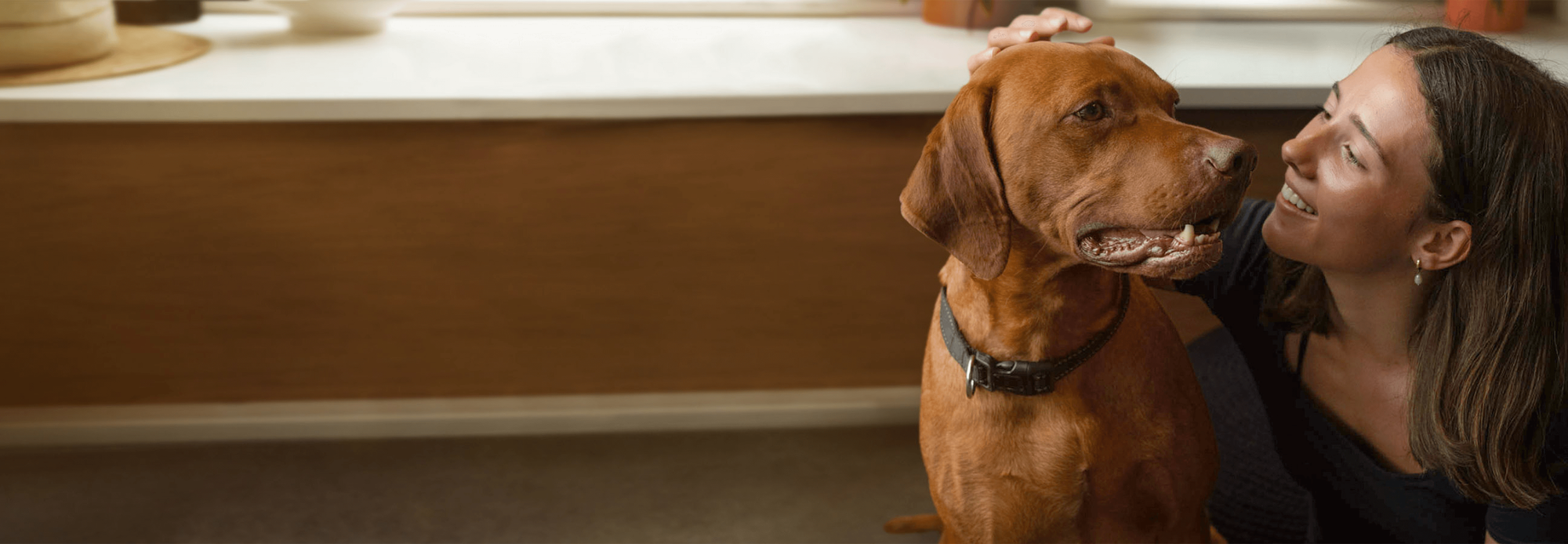 Lamb dog food banner Lamb dog food banner