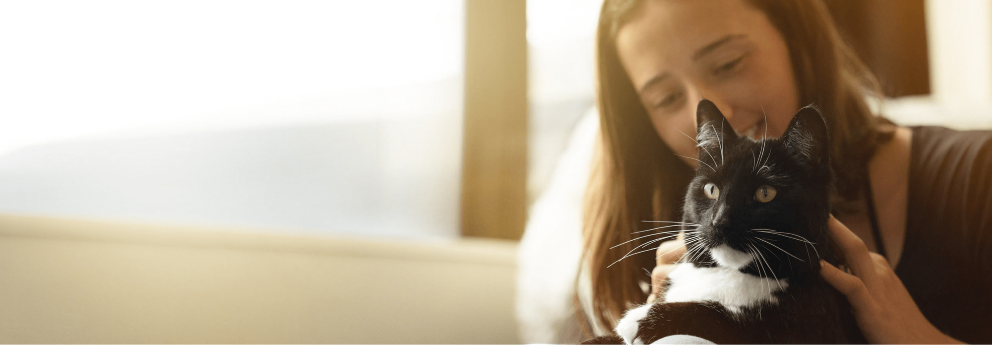 Lamb cat food banner