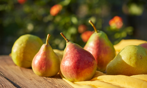 Fresh pear arranged as a dog-friendly fruit snack Fresh pear arranged as a dog-friendly fruit snack