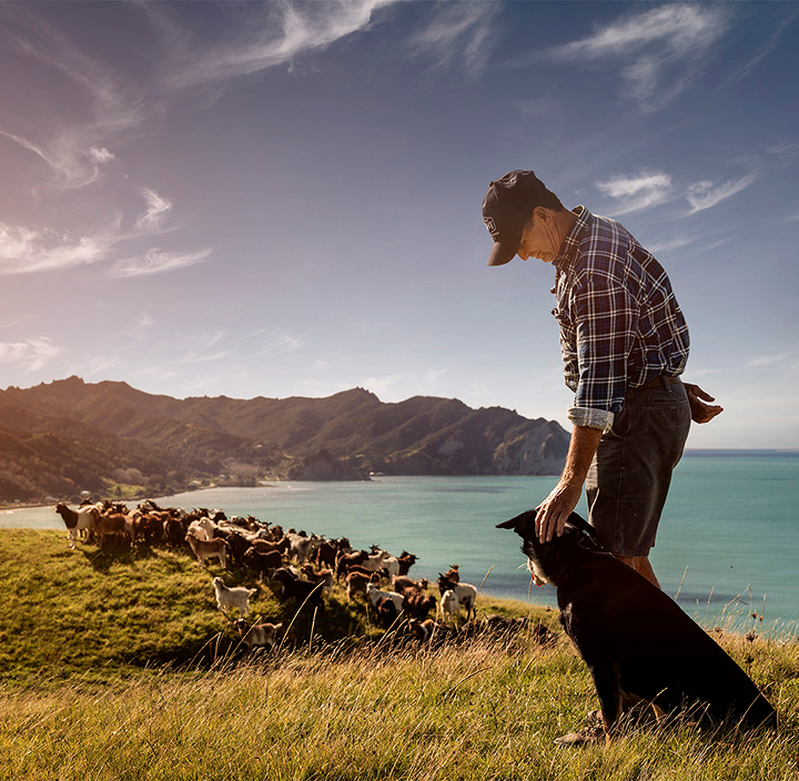 a man standing next to a dog looking at a herd of sheep a man standing next to a dog looking at a herd of sheep