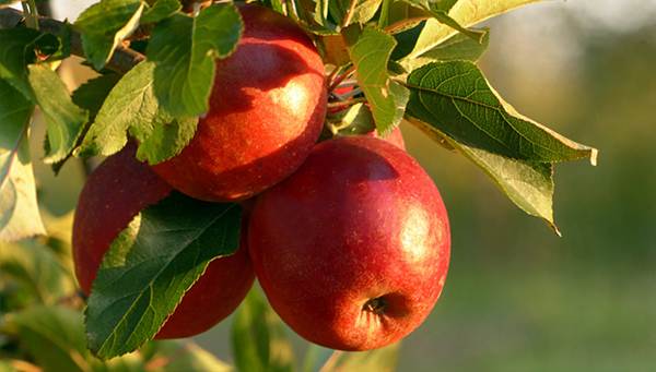 Ultimate guide to feeding apples to dogs: Benefits, safety, and FAQS Ultimate guide to feeding apples to dogs: Benefits, safety, and FAQS