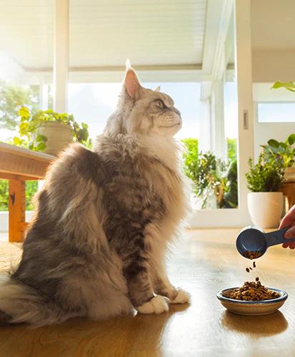 a cat is sitting on the floor looking at a person pouring food into a bowl .