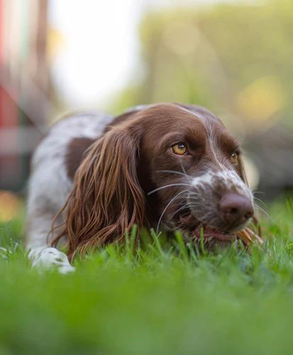 a brown and white dog is laying in the grass chewing on a stick .