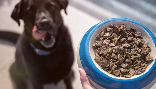 A bowl of what to feed a dog with diarrhea and a dog waiting to eat with its tounge out A bowl of what to feed a dog with diarrhea and a dog waiting to eat with its tounge out