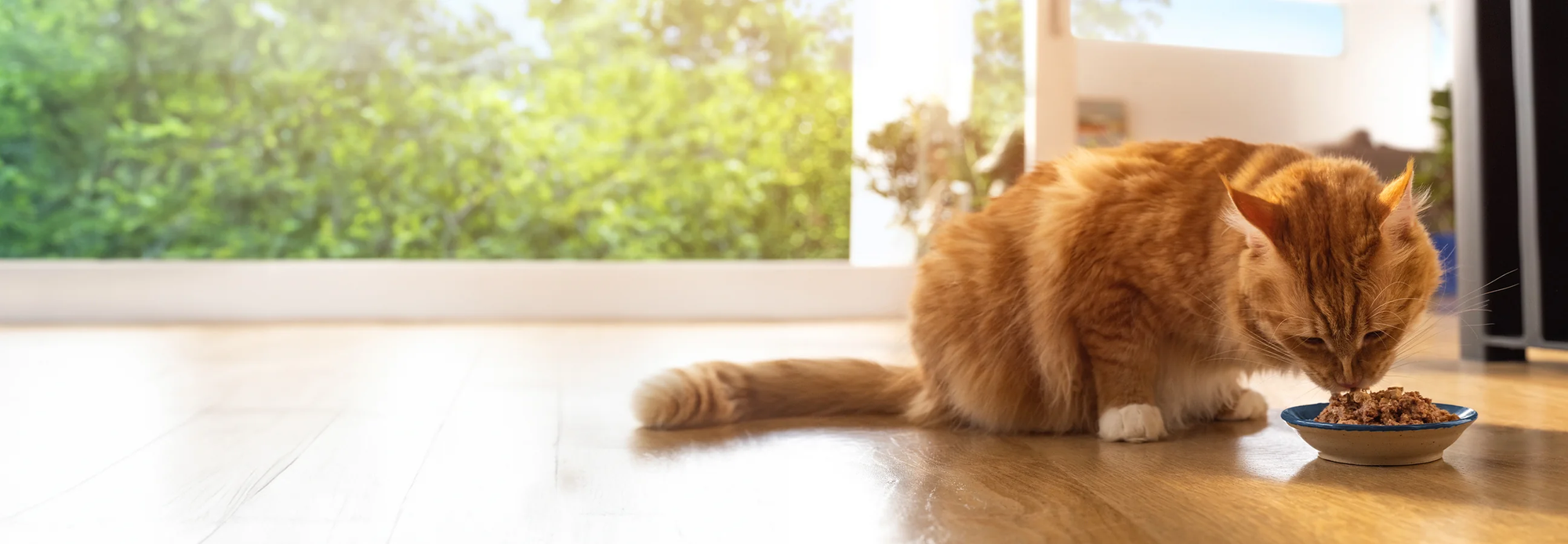 All cat food banner All cat food banner