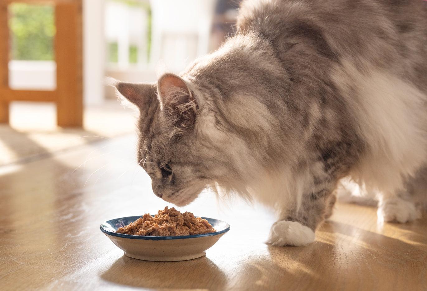 a cat eating from a bowl