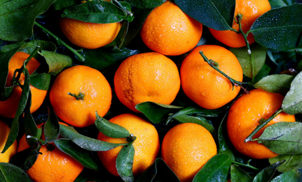 Fresh oranges arranged for a dog-friendly snack preparation Fresh oranges arranged for a dog-friendly snack preparation