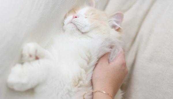Why is my cat losing hair? Find out what's normal & what's cause for concern Why is my cat losing hair? Find out what's normal & what's cause for concern